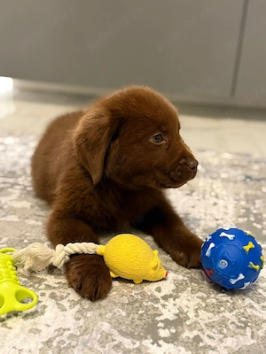 Labrador retriever  - imagine 2