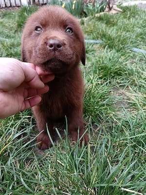 Labrador ciocolatiu - imagine 2
