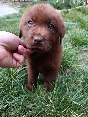 Labrador ciocolatiu