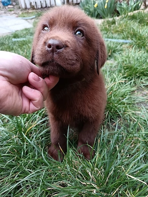 Labrador ciocolatiu - imagine 3
