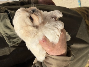 Cățeluși pechinez imperial de vânzare 