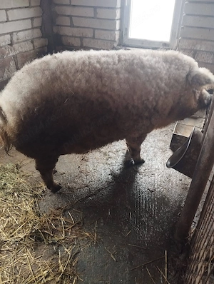 Vand mangalita si basna  - imagine 3