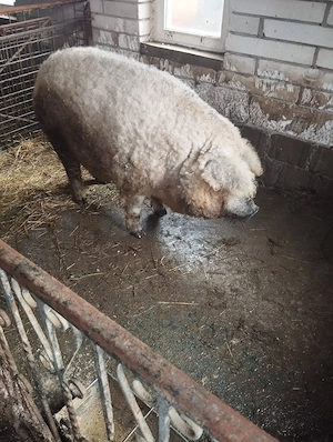 Vand mangalita si basna  - imagine 2