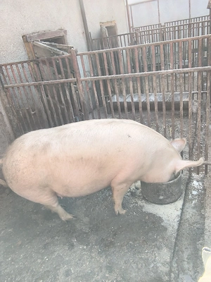 vand purcea gestanta de 3 luni 