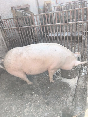 vand purcea gestanta de 3 luni  - imagine 2