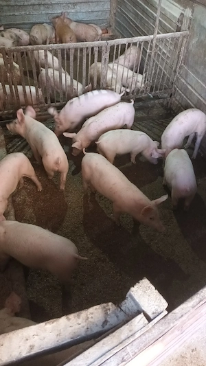 Purcei rasa de carne