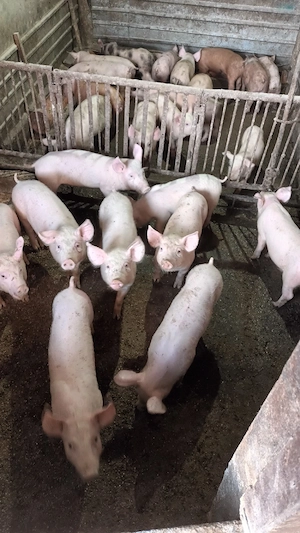 Purcei rasa de carne - imagine 2