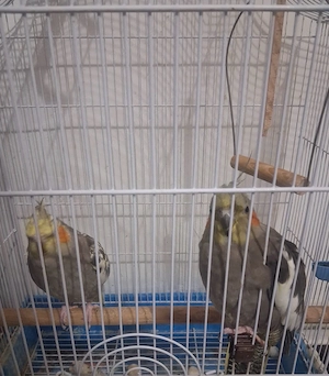 vand papagali urgent 500 lei 