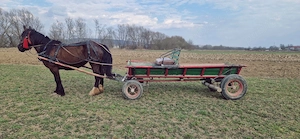 Iapa de 5 ani Foarte cuminte si ascultatoare