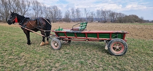 Iapa de 5 ani Foarte cuminte si ascultatoare - imagine 3