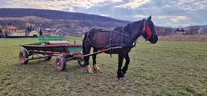 Iapa de 5 ani Foarte cuminte si ascultatoare - imagine 4