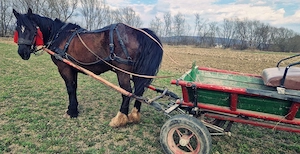 Iapa de 5 ani Foarte cuminte si ascultatoare - imagine 5