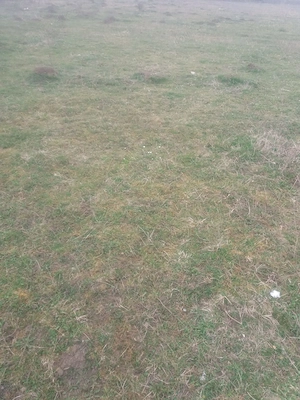 Teren intravilan, Cristian 1500mp - imagine 3