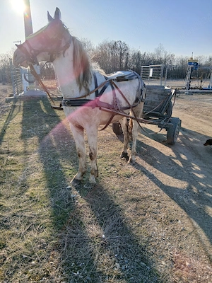 Manz pinto de 2 ani - imagine 2