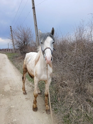 Manz pinto de 2 ani - imagine 5