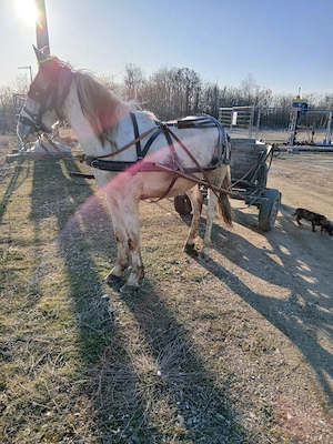 Manz pinto de 2 ani - imagine 4