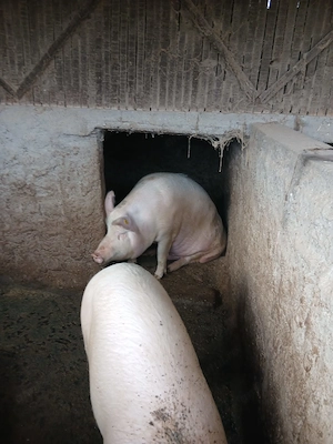 Vand porci 15lei kg - imagine 4