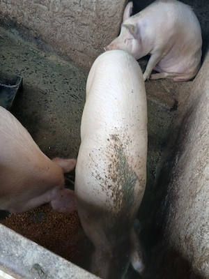 Vand porci 15lei kg - imagine 3