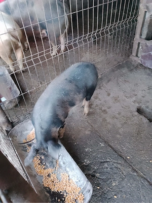 vand porci  - imagine 3