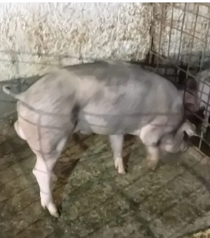 vand vier Petrain 5 luni,70 kg bun de monta provine din parinti foarte masivi 120lei 