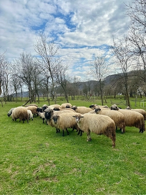 Oi+miei de vânzare - imagine 2