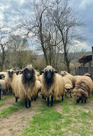 Oi+miei de vânzare - imagine 5
