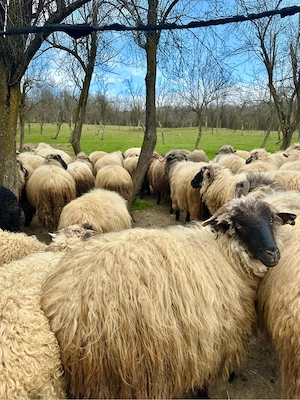 Oi+miei de vânzare - imagine 3