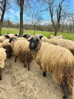 Oi+miei de vânzare - imagine 4