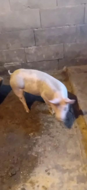 vand scrofita petrain de reproductie sau ingrasare, din montă artificiala ,25-30 kg, 8 sapt,700 lei  - imagine 2