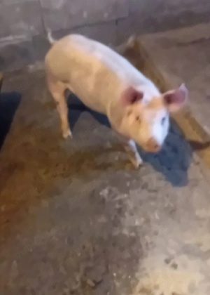 vand scrofita petrain de reproductie sau ingrasare, din montă artificiala ,25-30 kg, 8 sapt,700 lei 