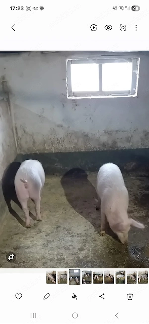 vand purcei rasa marele alb cu pic 25-35 kg 600 buc si 3 buc petrain la 35 kg buc 600  - imagine 2