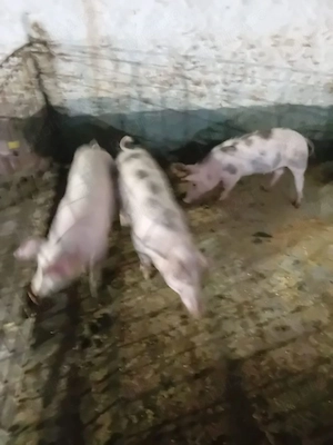 vand purcei rasa marele alb cu pic 25-35 kg 600 buc si 3 buc petrain la 35 kg buc 600  - imagine 4