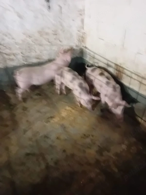 vand purcei rasa marele alb cu pic 25-35 kg 600 buc si 3 buc petrain la 35 kg buc 600  - imagine 3