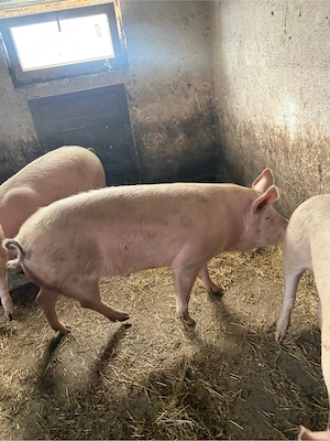 Vând porci - imagine 3