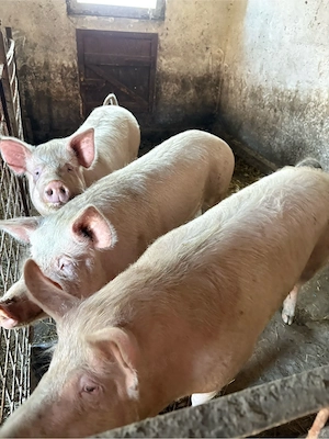 Vând porci - imagine 2