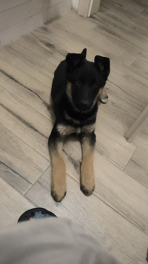 Pui ciobănesc german