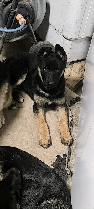 Pui ciobănesc german - imagine 2