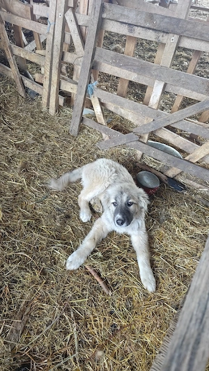 Cățelușa caucazian 