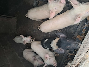 Vand soldani in beltiug 