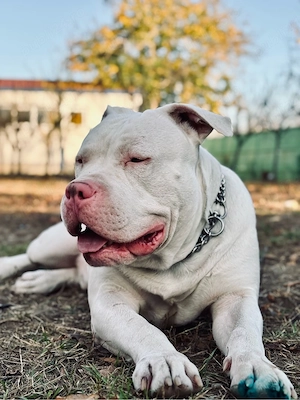 American buly xl  - imagine 2