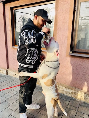 American buly xl  - imagine 5