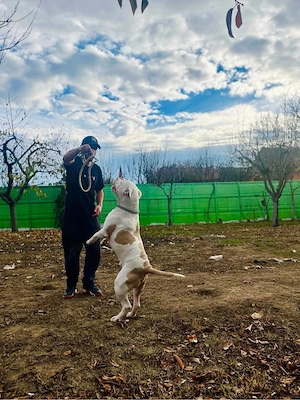 American buly xl  - imagine 4