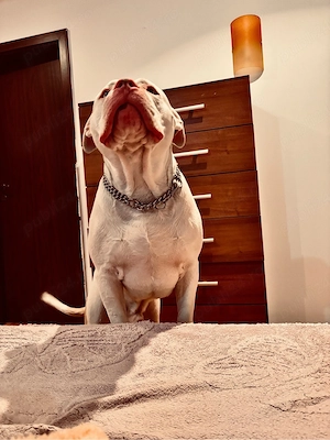 American buly xl  - imagine 3