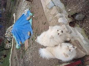 Vind pui spitz german - imagine 5