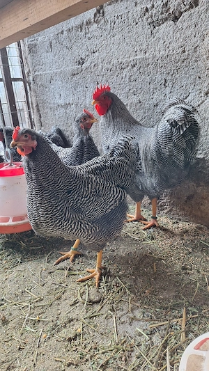 Plymouth rock-ouă incubat - imagine 3