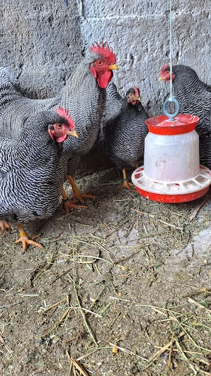 Plymouth rock-ouă incubat - imagine 5