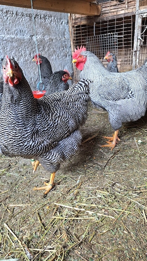 Plymouth rock-ouă incubat - imagine 4