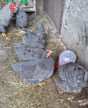 Plymouth rock-ouă incubat