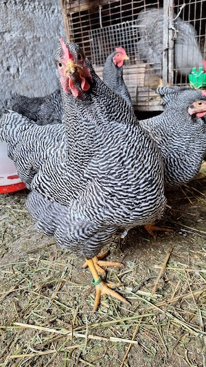 Plymouth rock-ouă incubat - imagine 2