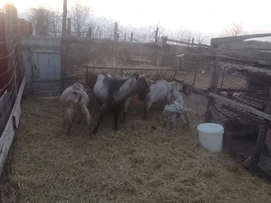 vand capre  - imagine 2